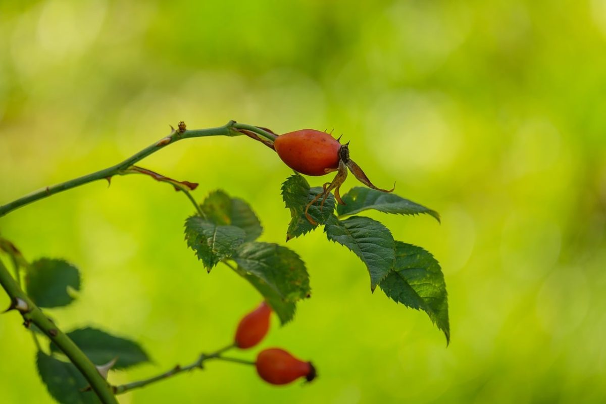 rosehip, natural, green background, nature, fruit, plant, twig, natural light, macro photography, background, leaves, gardening, summer, rose bush, apothecary, herbs, healing, vitamin c, anti-cold