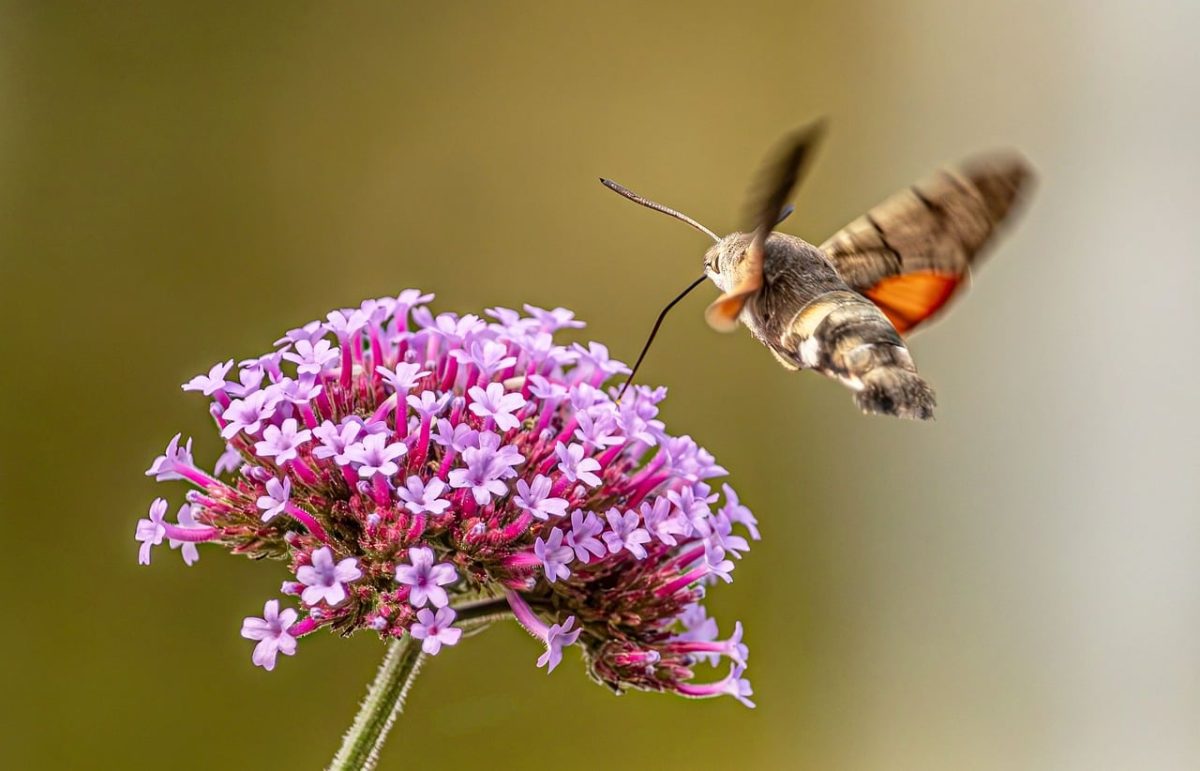 hummingbird hawk moth, flying, macro, pollination, verbena flower, garden insect, nature, blurred background, proboscis, summer, wildlife, purple flower, wild, nature photography, bokeh effect, environment, action shot, nature background