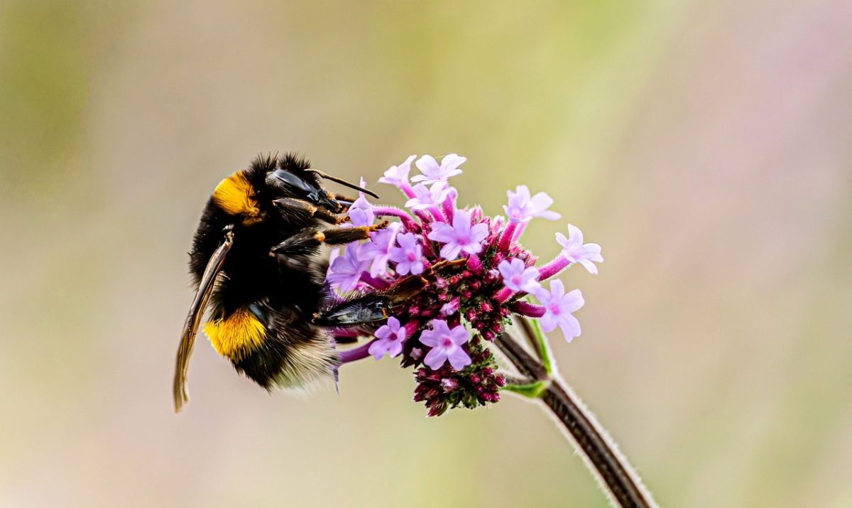 bumblebee, wallpaper 4k, desktop backgrounds, insect, pollination, flower wallpaper, 4k wallpaper, windows wallpaper, free wallpaper, free background, nectar, beautiful wallpaper, close-up, cool backgrounds, laptop wallpaper, wallpaper hd, 4k wallpaper 1920x1080, beautiful flowers, flower background, verbena, mac wallpaper, flower, full hd wallpaper, purple flower, summer, nature, wildlife, floral background, macro, garden, hd wallpaper, fauna, background, rainbow, photography