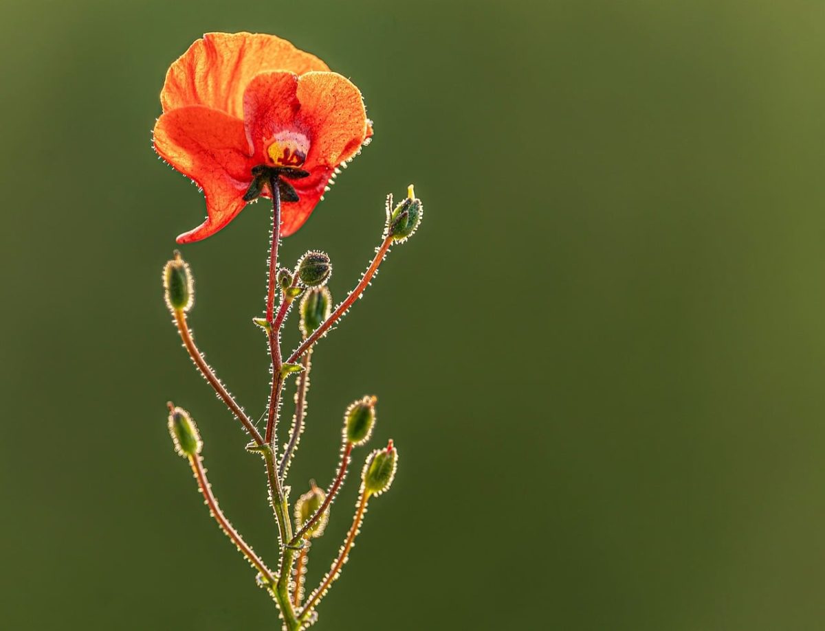 poppy, hd wallpaper, 4k wallpaper, wildflower, papaver, laptop wallpaper, mac wallpaper, flower wallpaper, flower, poppy bud, hairy stem, free wallpaper, nature background, windows wallpaper, wallpaper 4k, backlighting, spring, beautiful nature, summer, cool backgrounds, flora, nature, macro, beautiful wallpaper, close up, green background, desktop backgrounds, bokeh, 4k wallpaper 1920x1080, free background, beautiful flowers, wallpaper, wallpaper hd, field flower, blooming, floral background, flower background, nature wallpaper, bud, full hd wallpaper, colors
