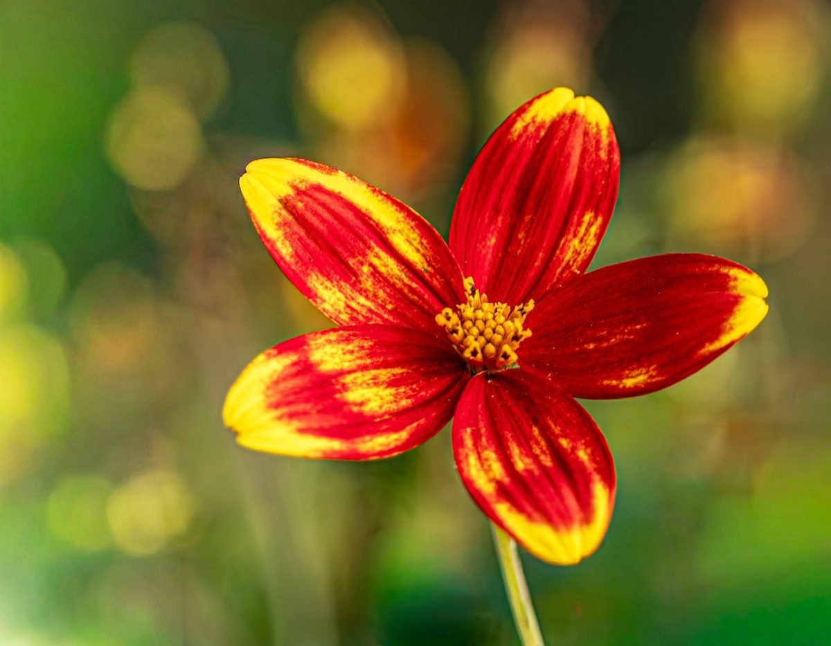 flower, free wallpaper, red, nature background, laptop wallpaper, windows wallpaper, hd wallpaper, 4k wallpaper, yellow, nature wallpaper, 4k wallpaper 1920x1080, beautiful wallpaper, beautiful nature, summer, garden, flower background, wallpaper hd, macro, desktop backgrounds, bokeh, disk, floral background, nature, cool backgrounds, flower wallpaper, background, colorful, wallpaper 4k, petal, free background, soft-focus, wallpaper, mac wallpaper, full hd wallpaper, blossom, vibrant, flora, beautiful flowers, bloom, asteraceae