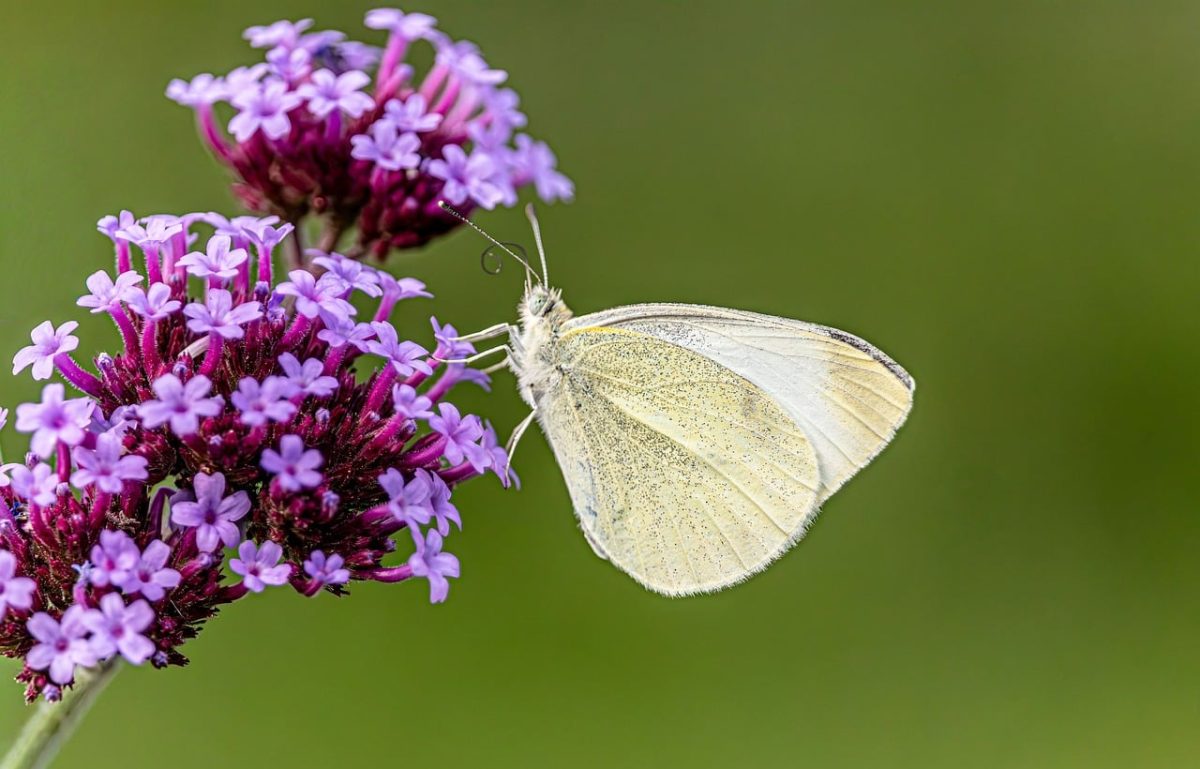 butterfly, flower wallpaper, 4k wallpaper, flower background, white butterfly, nature background, pieris rapae, purple flower, hd wallpaper, macro, nature, full hd wallpaper, bokeh blur, green background, desktop backgrounds, flower, insect, wings, cool backgrounds, background, free wallpaper, windows wallpaper, wallpaper 4k, laptop wallpaper, mac wallpaper, beautiful flowers, free background, wallpaper, nature wallpaper, floral background, vervain, antenna, summer, detailed, wallpaper hd, meadow, 4k wallpaper 1920x1080, beautiful nature, close up, beautiful wallpaper, natural background