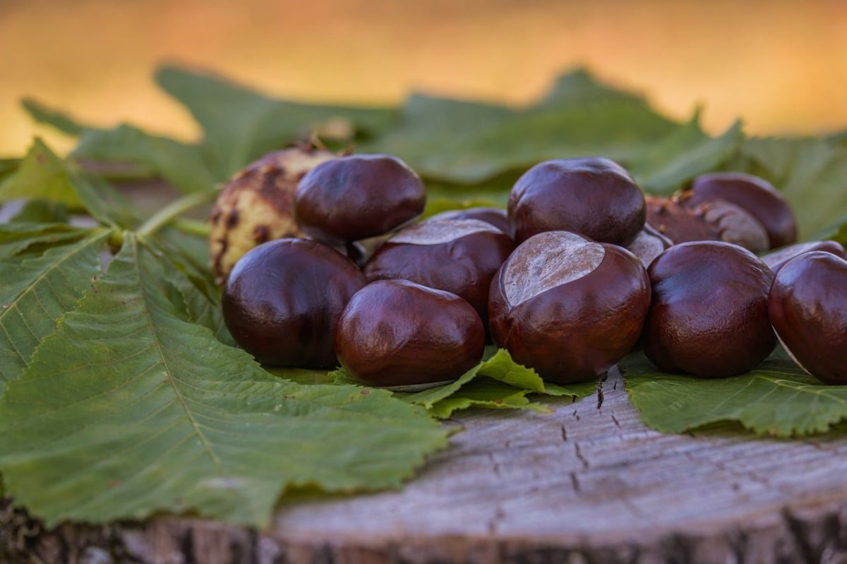 chestnut, leaf, nature, wood, autumn, outdoor, natural, tree stump, august, fresh, edible, autumnal, husk, fruit, ground, plain, agriculture, soil, natural world, block, season