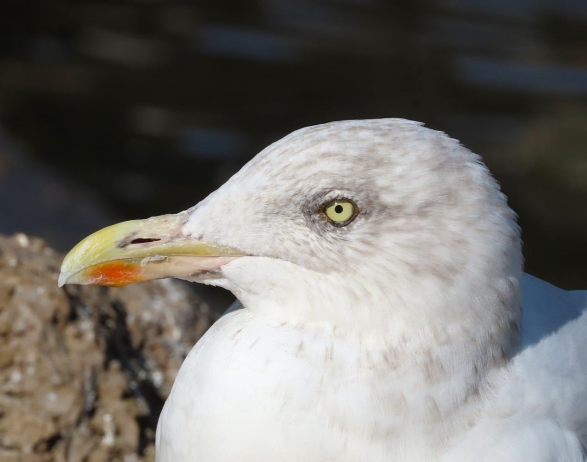 gull, seabird, avian, plumage, beak, nature, wildlife, ornithology, wilderness, sea, detail, animal, sea rock, light, hook, noon, profile, gray color, olive color, natural environment, wild animals