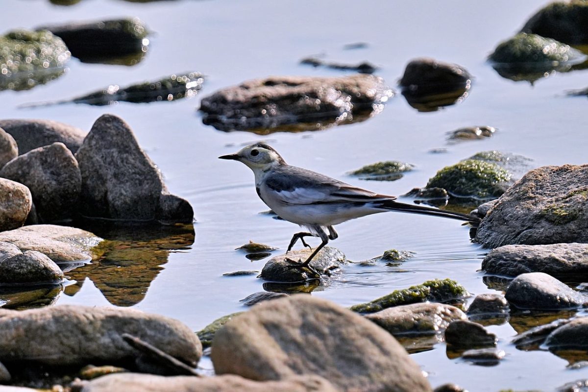 bird, water bird, nature, stone, river, wagtail, ornithology, feather, rock, water, sitting, wild, habitat, migration, moss, animal, predator, shore, terrestrial, conservation