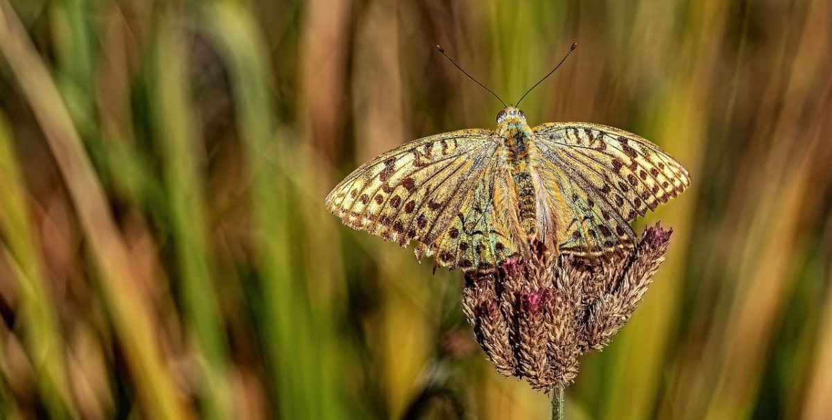 butterfly, insect, argynnis, fritillary, wings, antennae, macro, closeup, wildlife, bug, wild, meadow, grass, plant, flower, outdoor, sunny, bokeh, nature, background