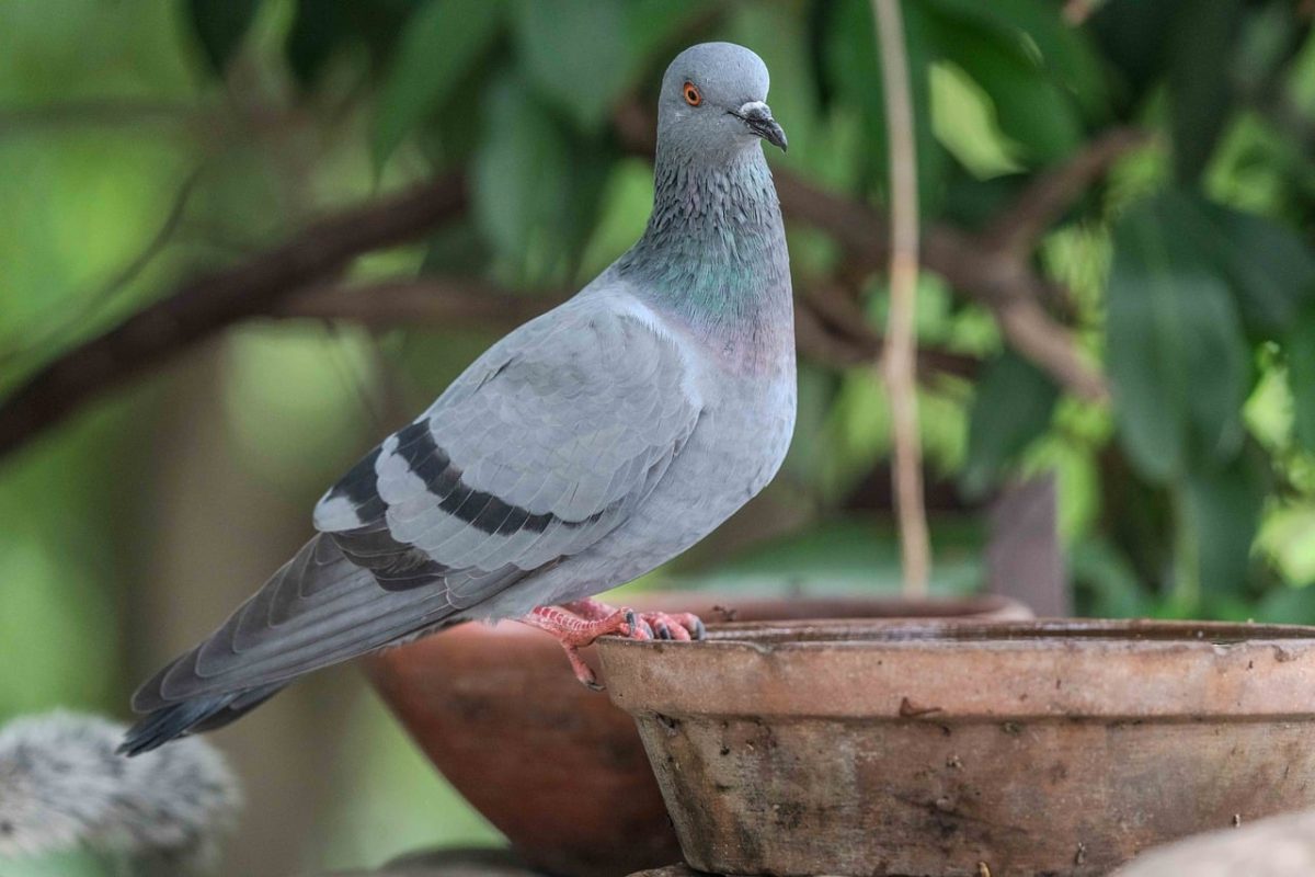 pigeon, bird, feeding, nature, animal, perch, grey-blue color, urban environment, clay pot, foliage, summer, domestic, outdoor, gardening, balanced, calm, birdwatching, ecology, location, detail