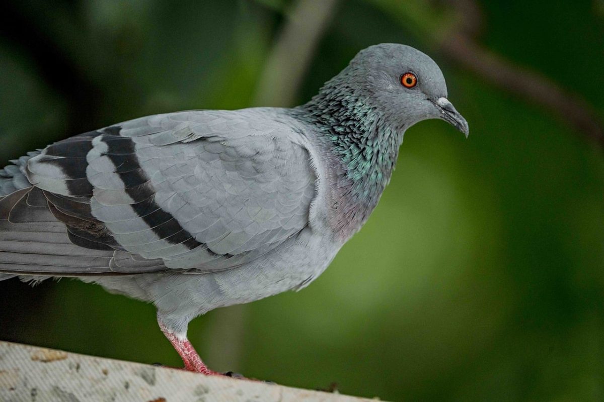 pigeon, bird, close-up, sharp eyes, red feet, natural, wild, urban, gray, wings, nature, feathers, animal, wildlife, green background, feather details, foraging, avian, frontal view, on a branch