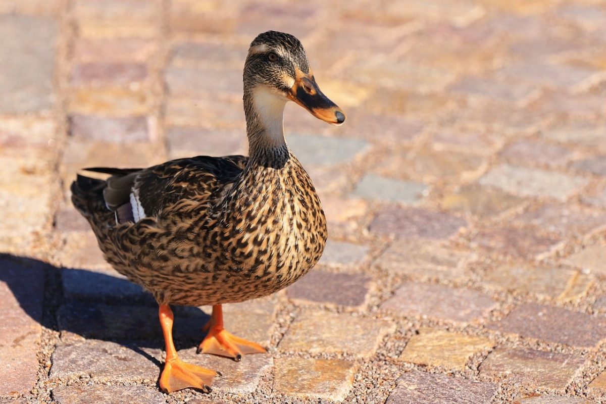 duck, cobblestone street, park, mallard, nature, waterfowl, feather, animal, ornithology, close-up, beak, image, stone, ground, wildlife, curious, plumage, sun, shadow, display, tracking