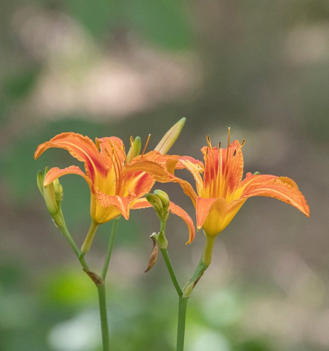 hemerocallis, daylily, garden, summer, plant, flower, orange, bloom, petals, lily, green, natural, outdoor, beauty, wide angle, blossom, macro photography, landscape, bokeh, delicate