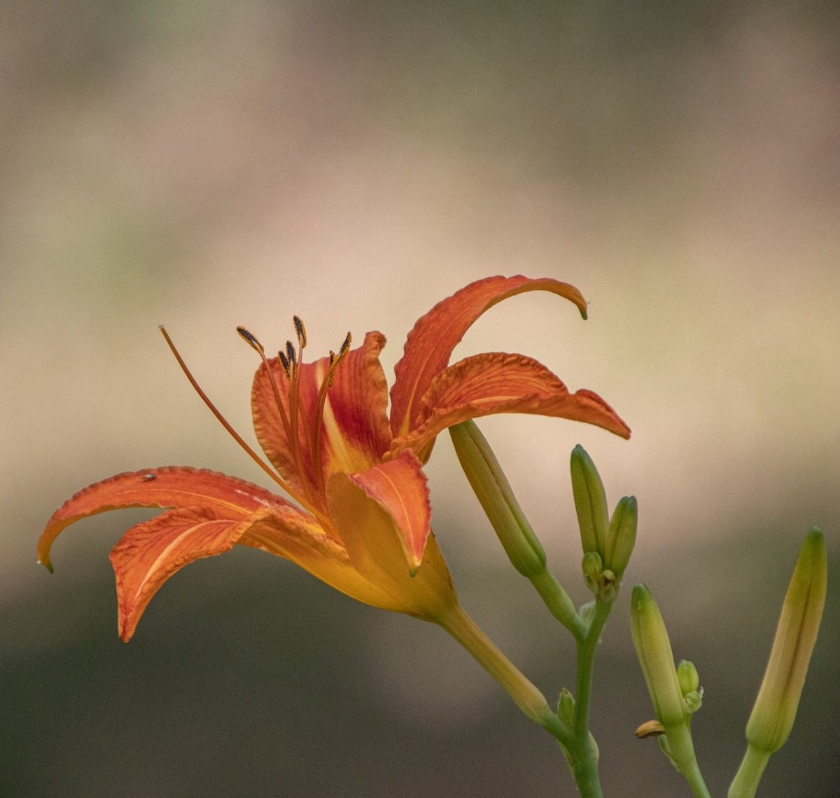 hemerocallis, daylily, summer, flower, garden, plant, bloom, petals, orange, lily, beauty, nature, blossom, outdoor, green, craft, natural, environment, botanical, fresh, growth
