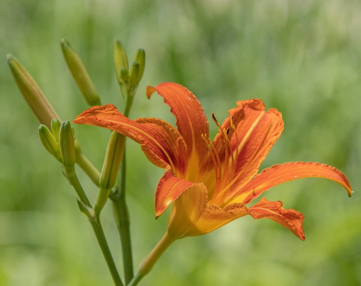 hemerocallis, daylily, garden, summer, flower, plant, bloom, blossom, flora, petals, orange, lily, natural beauty, macro, spring, shallow depth of field, nature, ecological, fresh, vivid