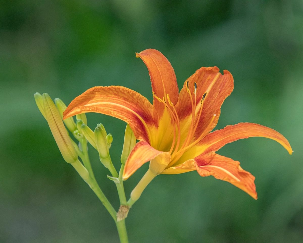hemerocallis, daylily, garden, summer, flower, plant, bloom, blossom, flora, petals, orange, lily, beauty, countryside, nature, gardening, leaves, outdoor, green, natural, ornamental, holiday