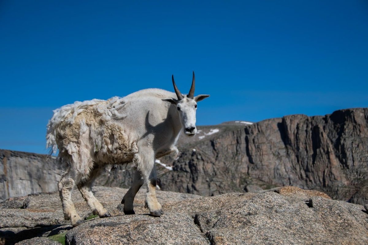 mountain goat, rock, blue sky, nature, mountain landscape, wildlife, savanna, ruminant, goat, animal, alpine meadow, airport, mountain range, pasture, nature reserve, sunny day, tourism, plant life, fresh air