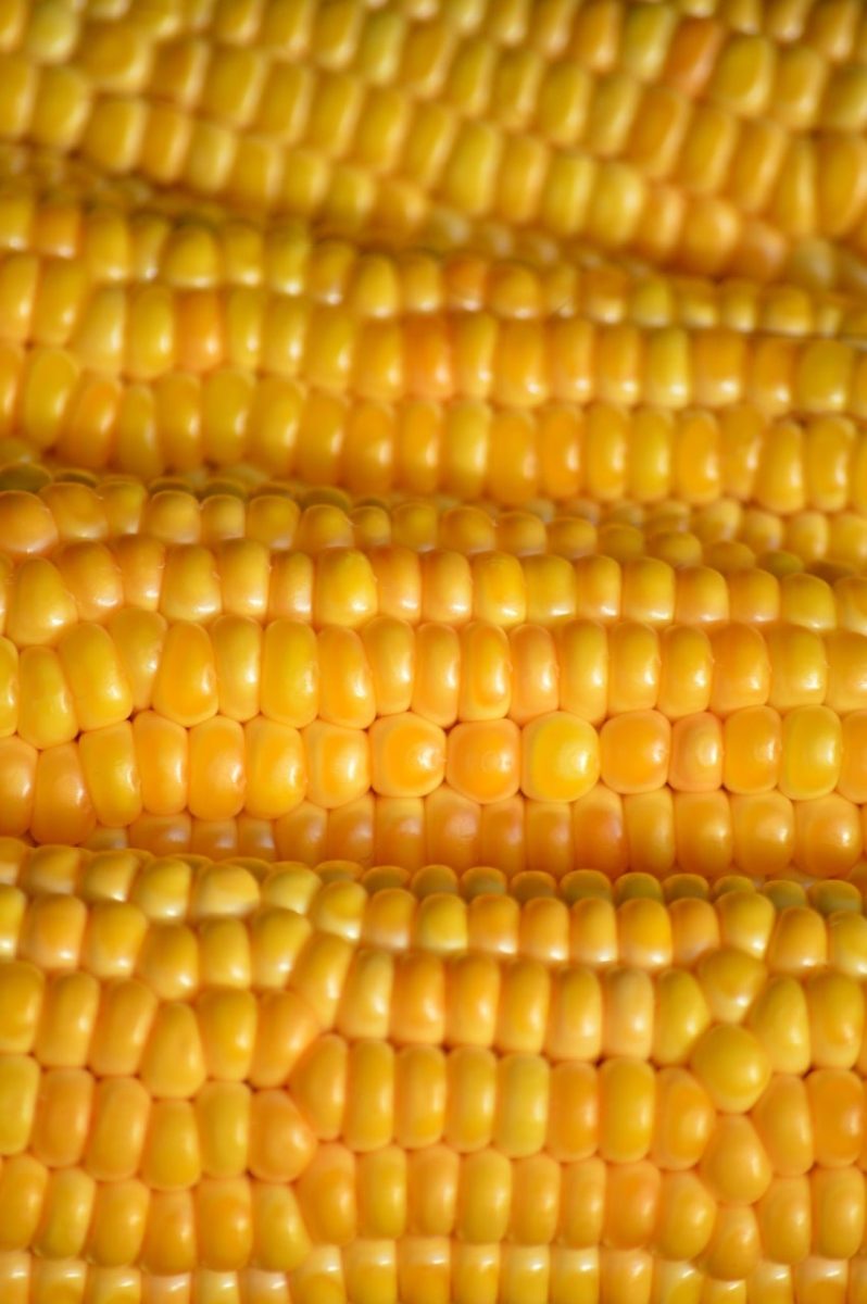 corn, vegetable, grain, food, yellow, agriculture, harvest, healthy, fresh, close-up, natural, crop, field, food product, farm, nutrition, cereal, agricultural product