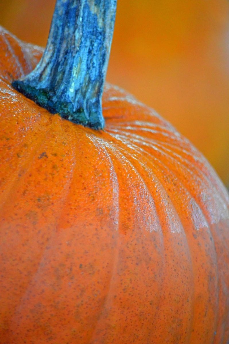 pumpkin, autumn, decoration, harvest, dew, orange, close-up, texture, nature, food, skin, agriculture, fresh, festival, culture, cooking, ripe, stem, country, fashion, yellow
