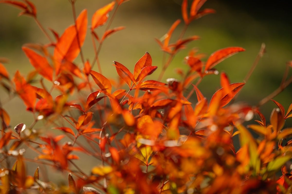 autumn, red leaves, natural scenery, autumn foliage, nature, closeup, deciduous trees, yellow, colorful foliage, outdoor, leafy tree, blurred, orange, autumn colors, seasonal, nature in autumn, shallow depth of field, decorative, bright red, autumn bouquet