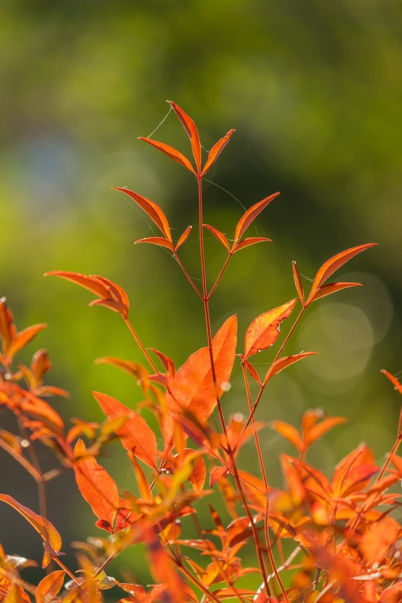 autumn, leaves, orange color, beautiful wallpaper, nature, macro, background, bokeh effect, outdoor, green background, twig, landscape, botany, yellow color, sunlight, brightness, beauty, fine, growth, delicacy, naturalness