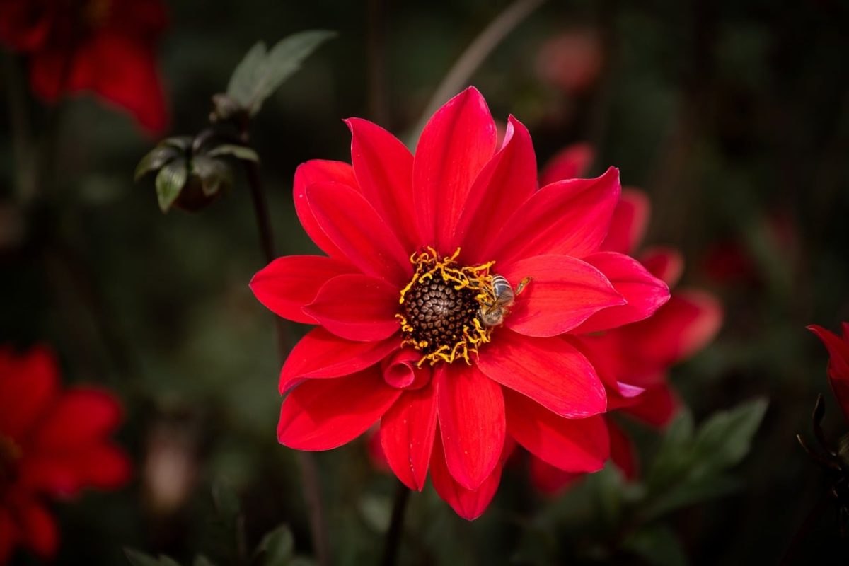 flower, red, bee, insect, pollination, nature, detail, close-up, garden, natural, macro, background, beauty, natural colors, summer, leaves, wings, blossom