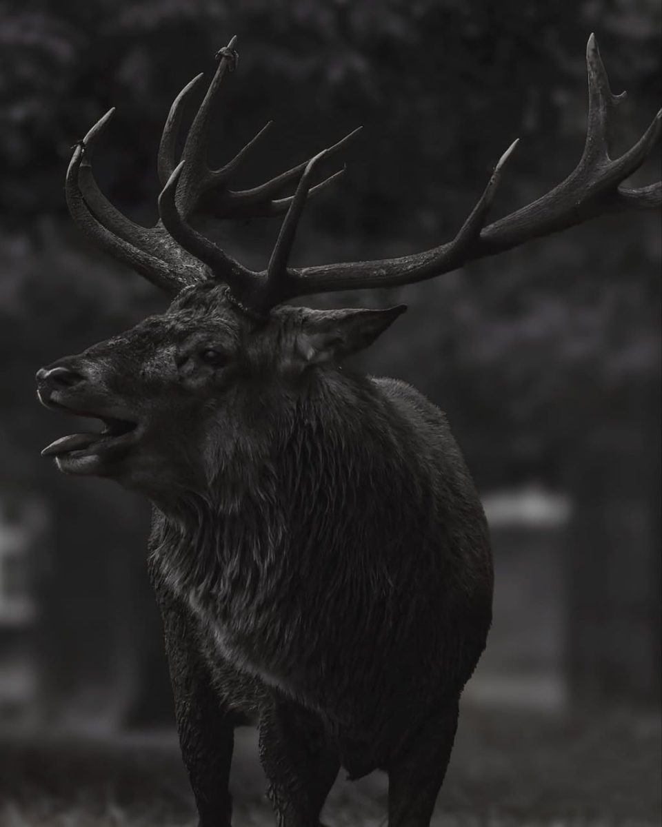 deer, antlers, nature, black and white, animal, mammal, monochrome, background, dark, wild, outdoors, forest, photography, calling, rut, beautiful wallpaper, wildlife, expression, portrait, dramatic, majestic