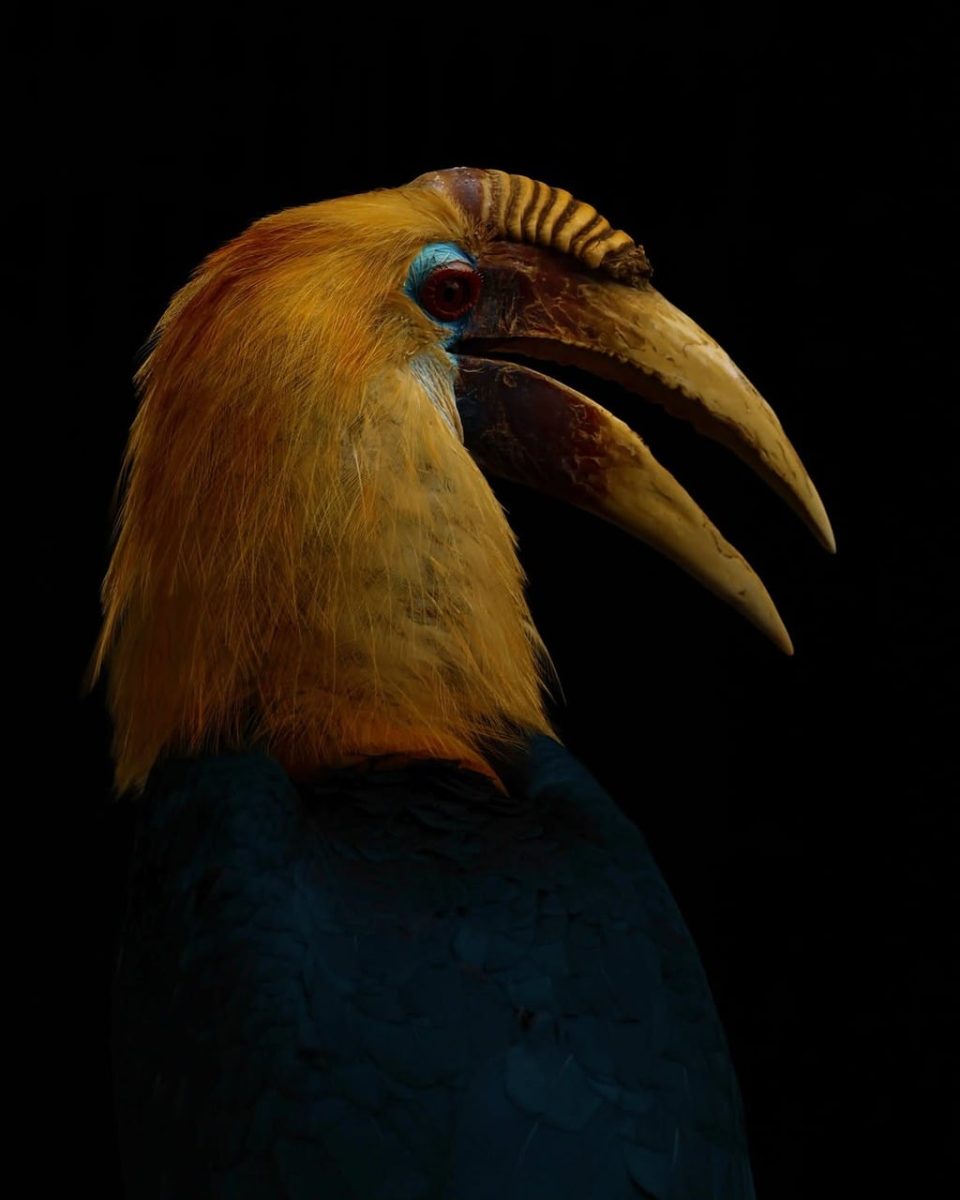 hornbill, wrinkled hornbill, yellow head, large bill, tropical bird, exotic bird, wild bird, nature, bird, beak, majestic, animal, wildlife, detailed plumage, vibrant colors, detailed, portrait, profile