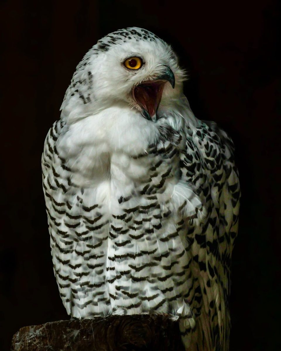 owl, snowy owl, yellow eyes, black and white feathers, nature, wild animals, bird of prey, portrait, raptor, open beak, detailed plumage, dark background, details, captivating, inquisitive, screeching, wild, majestic, detailed, expressive
