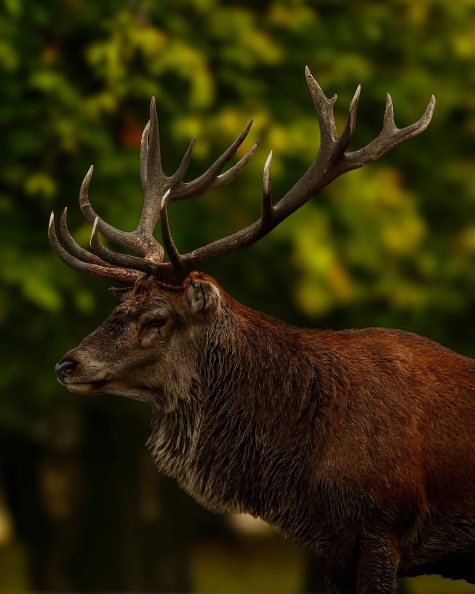 deer, antlers, nature, wildlife, mammal, profile, autumn, portrait, forest background, green bokeh, large antlers, outdoors, wild, animal portrait, side view, brown fur, antler points, majestic, wildlife photography