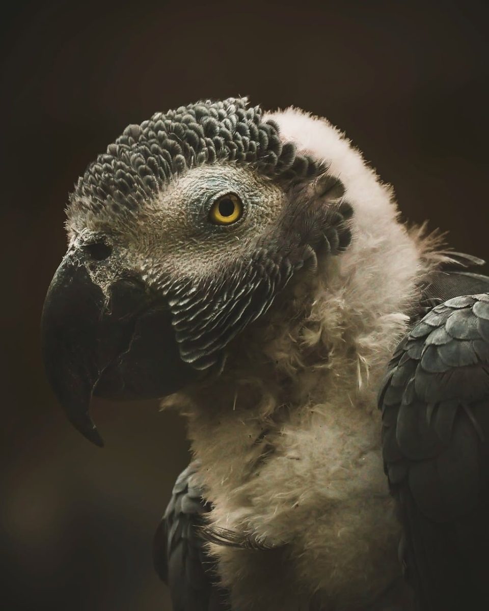 parrot, african grey parrot, grey feathers, white face, yellow eye, dark beak, close-up, portrait, profile, side view, wildlife, nature, animal, avian, pet bird, exotic animal, intelligent, beautiful, detailed plumage, sharp focus