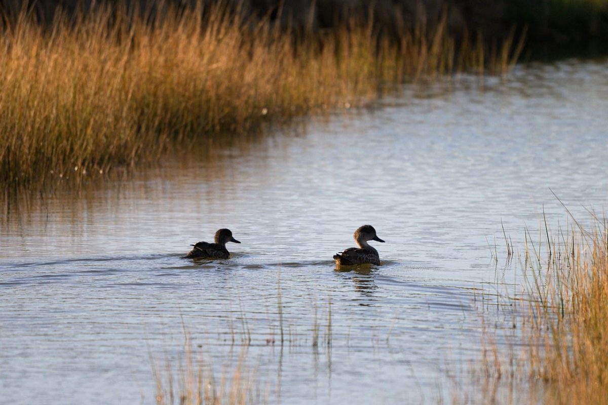duck, avian, ornithology, wild, nature, wetland, river, lake, sunset, dusk, silhouette, australian wilderness, pair, reeds, grey teal, dabbling, wildlife, bird, bird watching, dabbling duck, anas gracilis