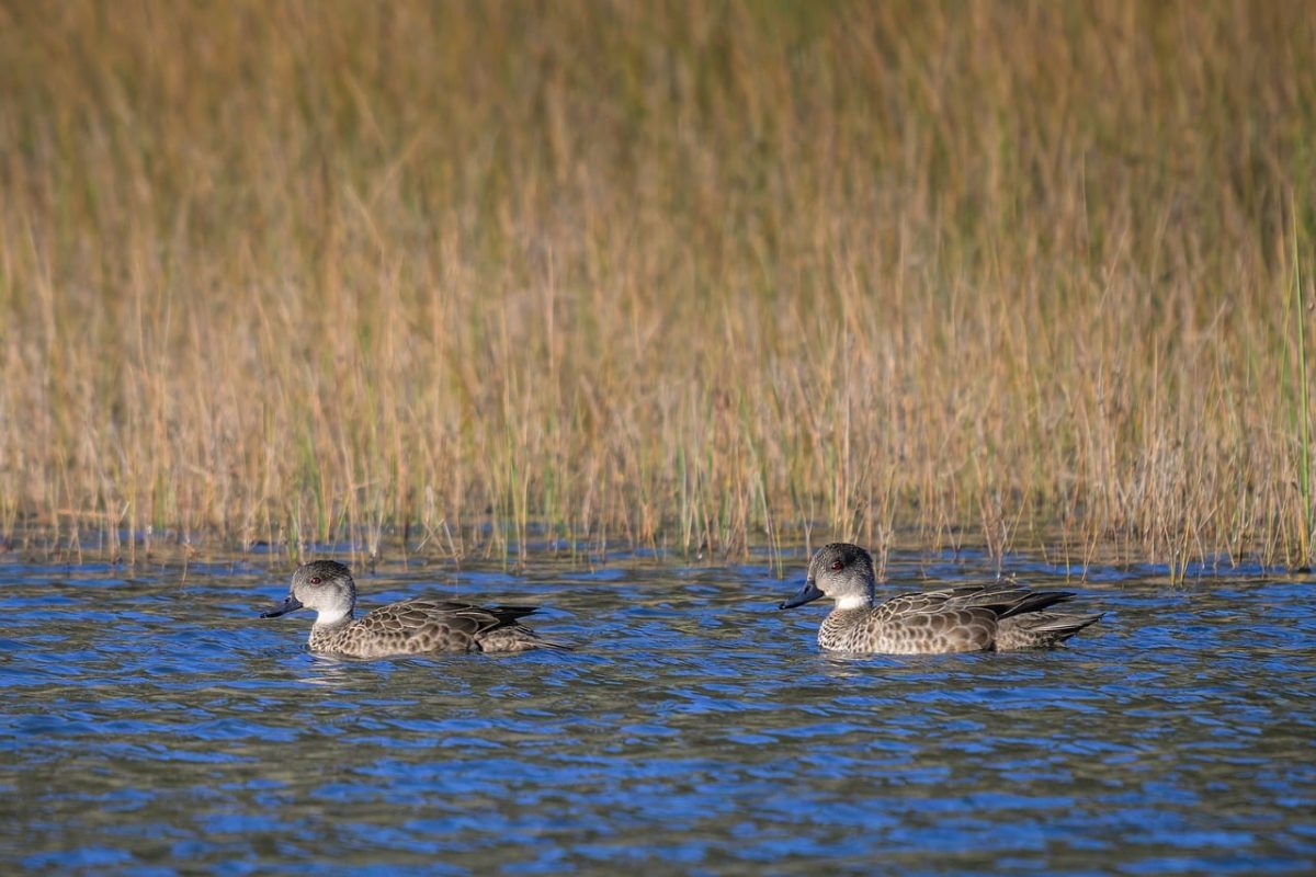 grey teal, duck, bird, avian anatomy, ornithology, bird watching, wildlife, wild, nature, animal, wetland, river, lake, dabbling duck, grasses, pair, australia, water bird, dabbling, body of water, anas gracilis