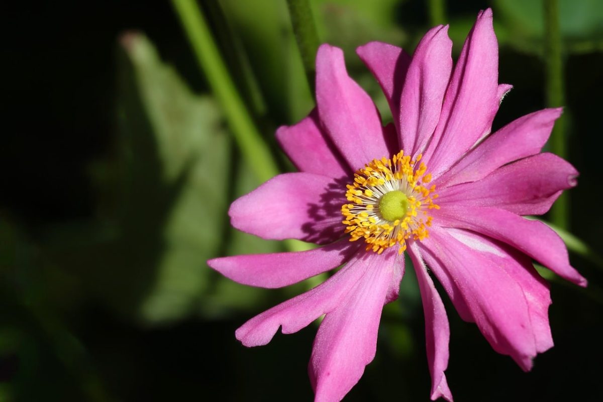 anemone, pink, bloom, flower, leaf, garden, nature, petals, bud, beautiful, sunlight, outdoor, summer, fresh, detail, sharp, delicate, macro, art, creative, background