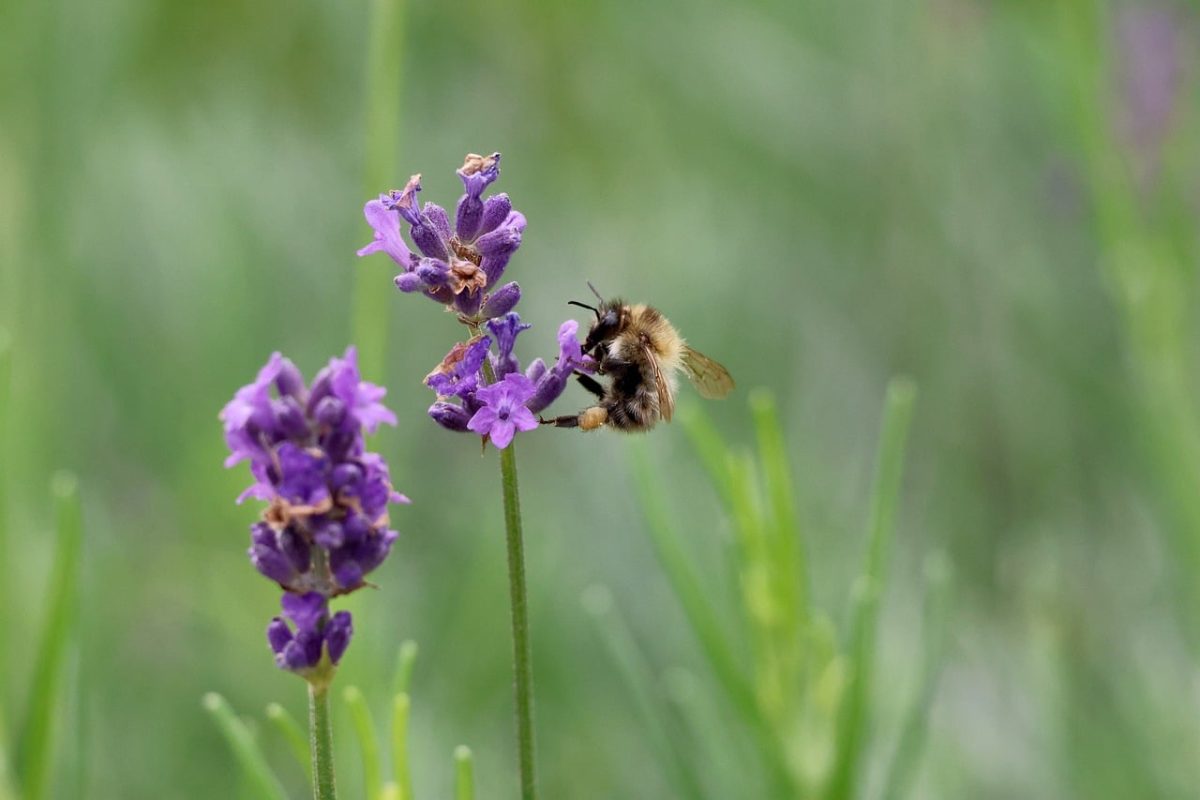 bee, lavender, insect, pollination, bumblebee, flower background, bloom, purple, flower wallpaper, nature, macro, summer, flower, biology, bumblebee on flower, feeding, alive, flower garden, green background, beautiful flowers, natural science, evolution, ecosystem