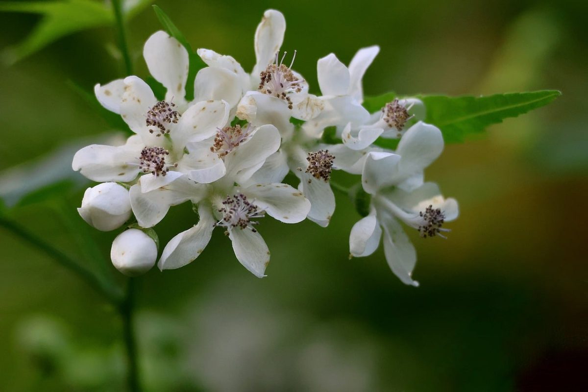 white flowers, flowers, nature, beauty, botany, bud, macro photography, gardening, leaves, natural light, shrub, ecology, green leaves, outdoors, spring, close-up, delicate, biology, rustic style, aesthetics