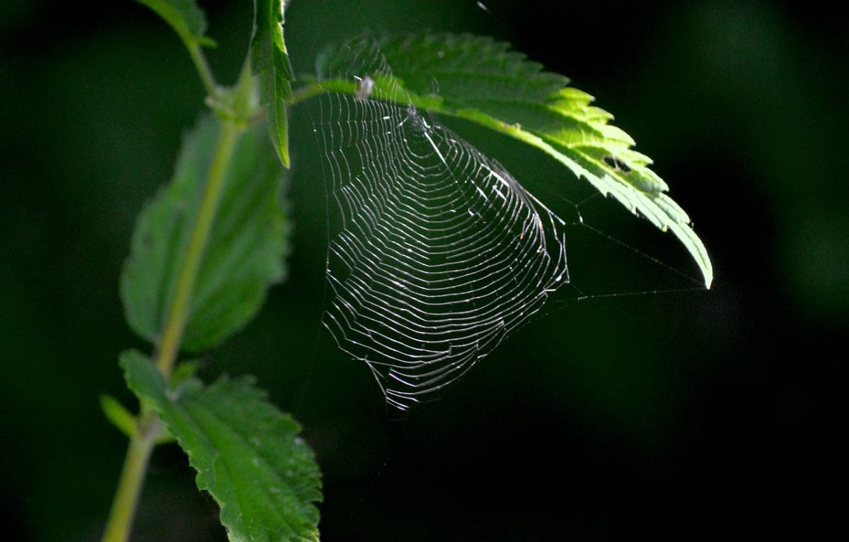 spiderweb, nettle, nature, leaves, macro, morning, bokeh, backlight, green, spider silk, dew, outdoor, nature wallpaper, detail, beautiful, outdoor photography, thin, calm, translucent, focus