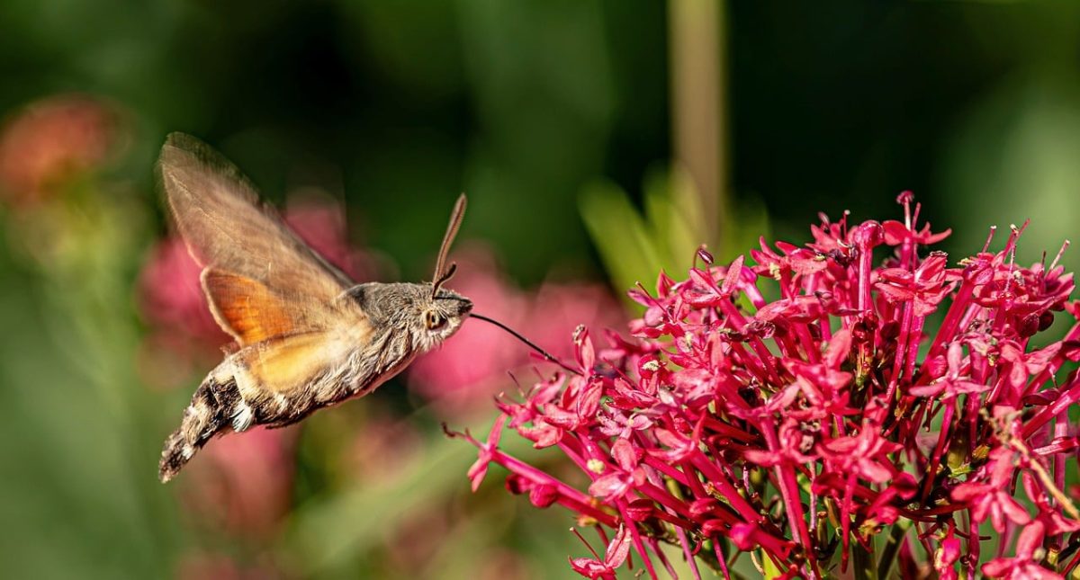 hummingbird hawk moth, moth, macro, close up, flying, hovering, feeding, nectar, proboscis, flower, pink flowers, valerian, garden, wildlife, fauna, wings, summer, action, nature, hd wallpaper, background, wallpaper