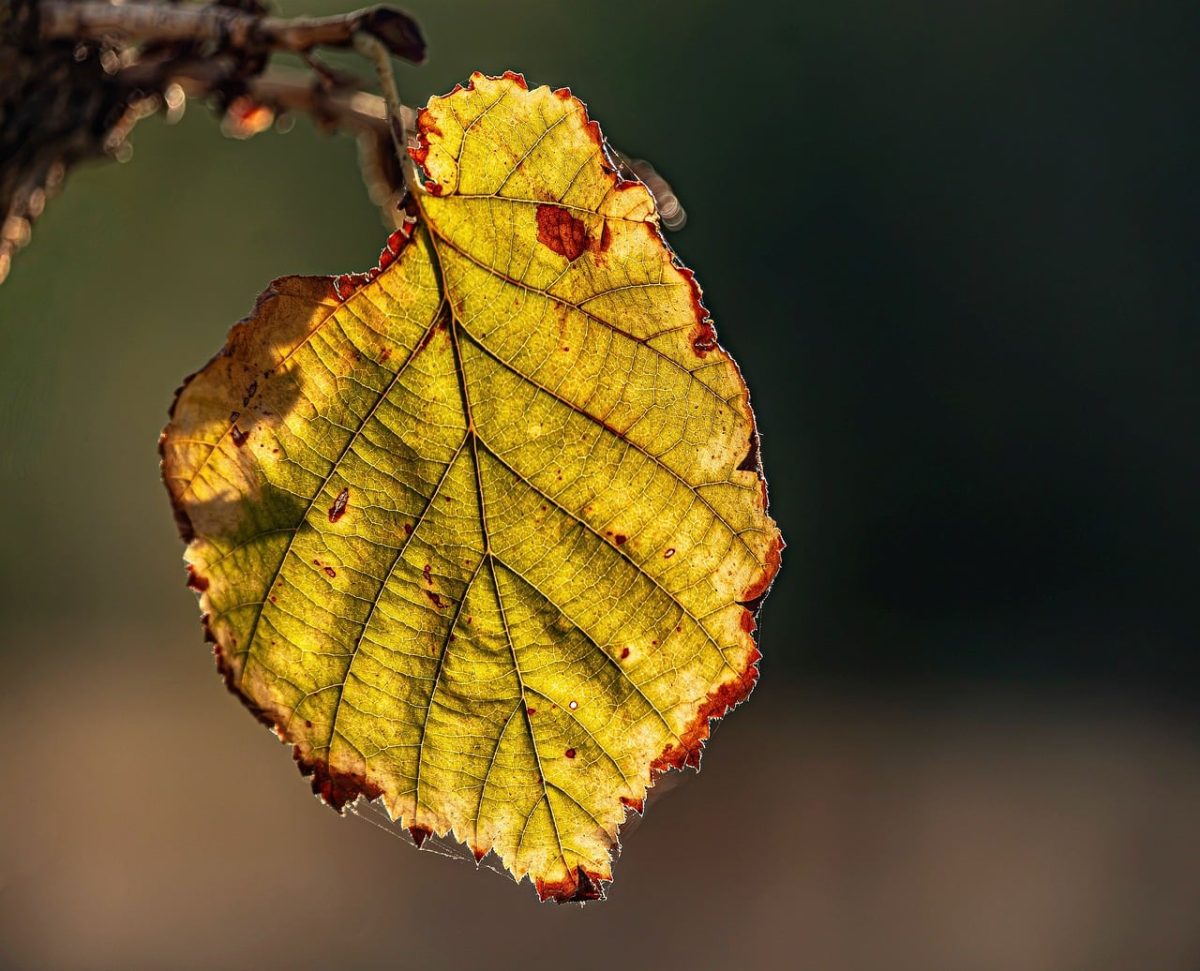autumn, leaf, yellow, backlit, hd wallpaper, nature, texture, macro, detail, vein, forest, wallpaper, sunlight, branch, green, orange, brown, seasonal, glow, decay, fall colors