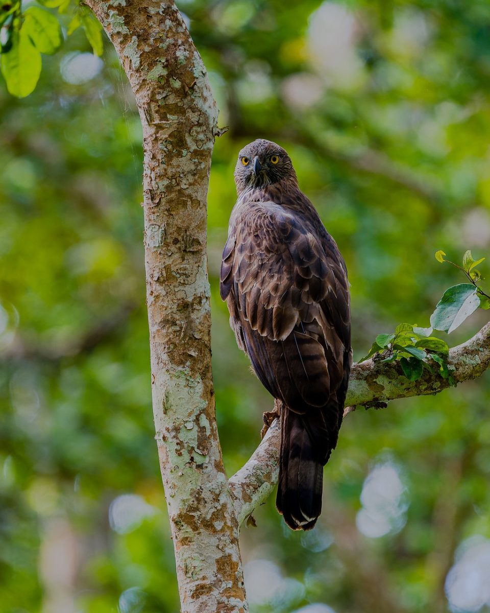 eagle, bird, raptor, nature, wildlife, hawk, predator, bandipur, beak, branch, forest, tree, leaf, avian, adventure, ecosystem, animal