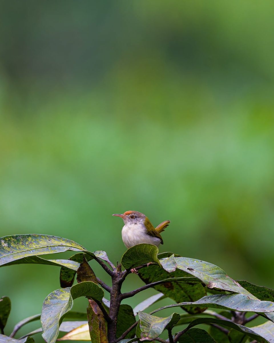 bird, nature, wild, branch, ornithology, leaves, tailorbird, greenery, birdlife, outdoors, natural, ecology, camouflage, plumage, small, exotic, gray, green background