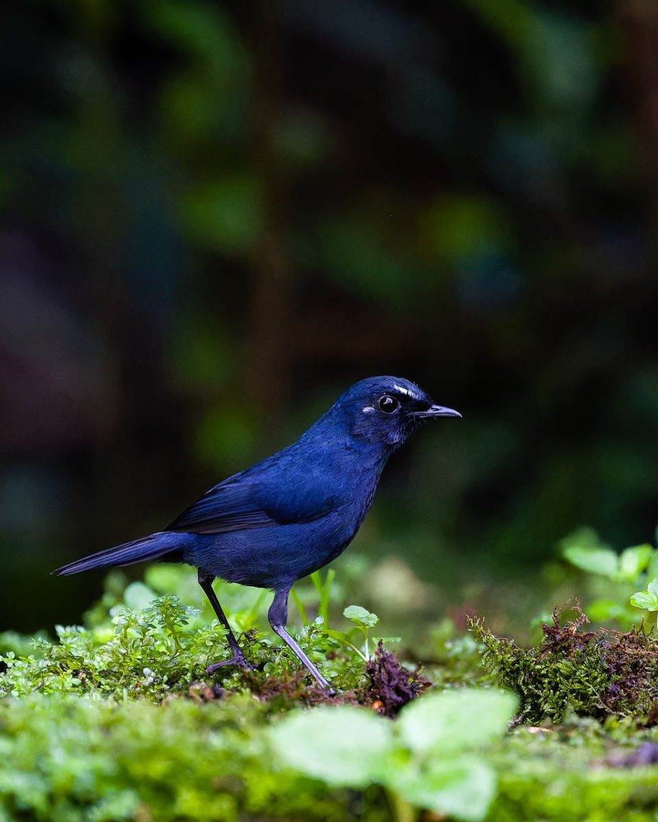 nature, wildlife, bird, borneo, male, portrait, jungle, ecology, natural habitat, rainforest, black color, front view, natural beauty, animal care, exotic animal, birdwatching, scientific research, biodiversity, black bird, macro