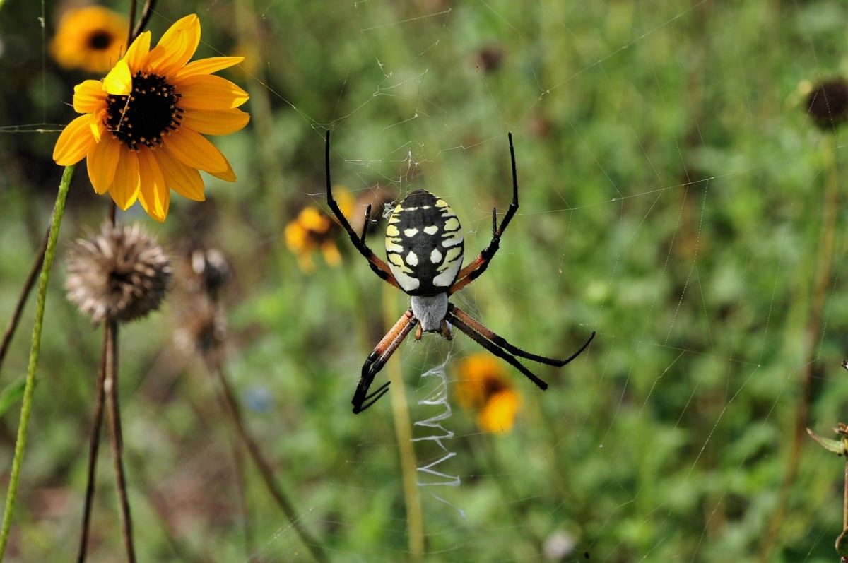spider, nature, arachnid, web, insect, flowers, garden, background, animal, yellow, macro, wildlife, landscape, close-up, natural, colors, meadow, outdoor, environment, wildflower