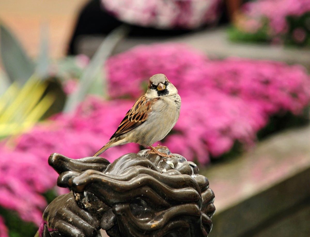 bird, nature, wildlife, feathers, beak, colors, sparrow, pink flowers, bronze, statue, garden, decoration, natural, black and white, urban, garden statue, close-up, animal depiction