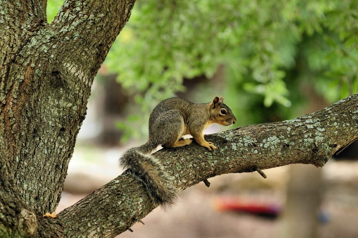squirrel, nature, animal, rodent, tree, cute, tail, branch, furry, forest, daylight, untouched nature, wilderness, natural environment, observation, curious, safari, beautiful, highlighted, structural