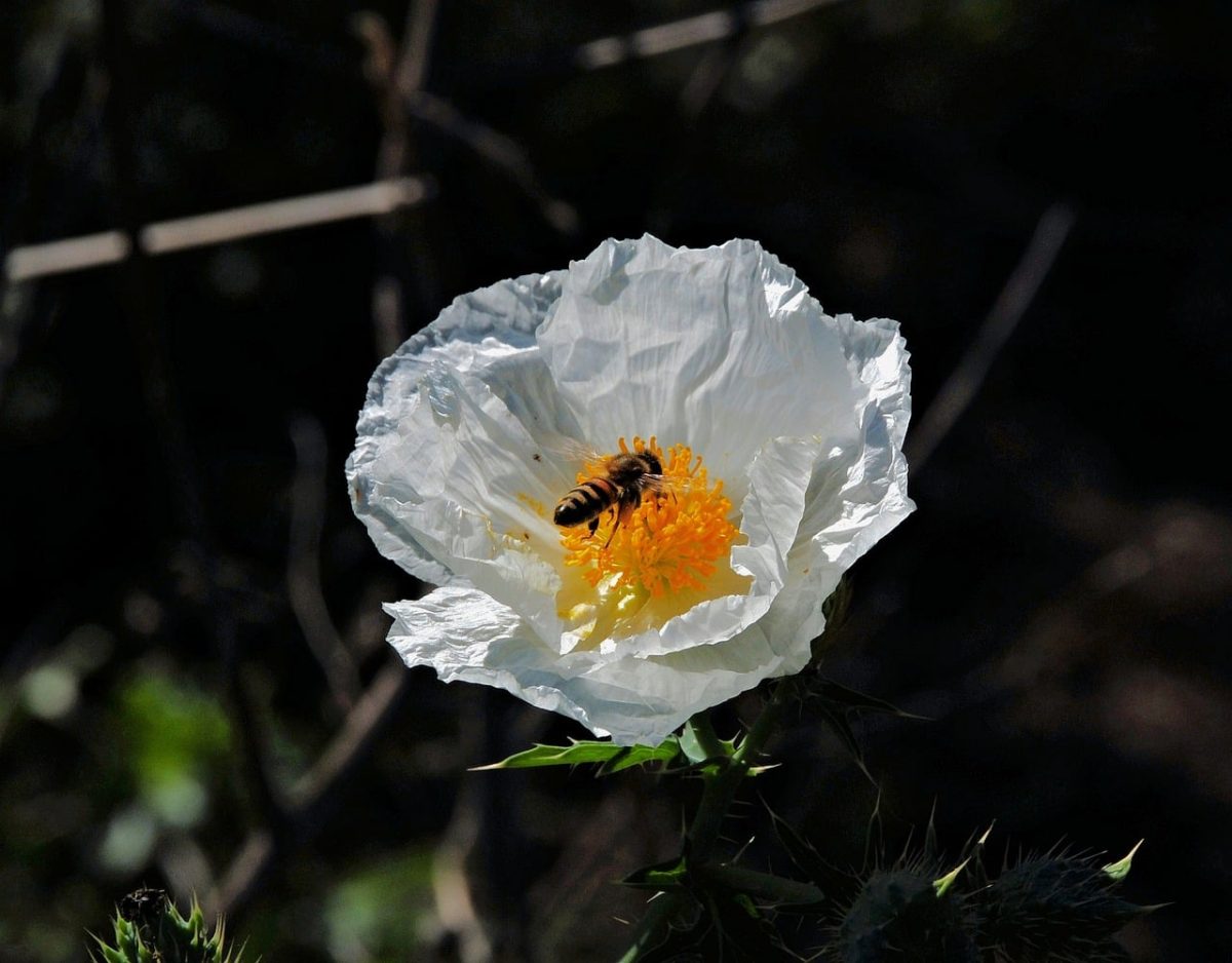 bee, flower, pollen, flower background, nature, pollinator, wings, white flower, garden, insect pollination, macro, flower wallpaper, daylight, bee pollination, magnification, beautiful flowers, details, contrast, natural, close-up view, yellow stamens