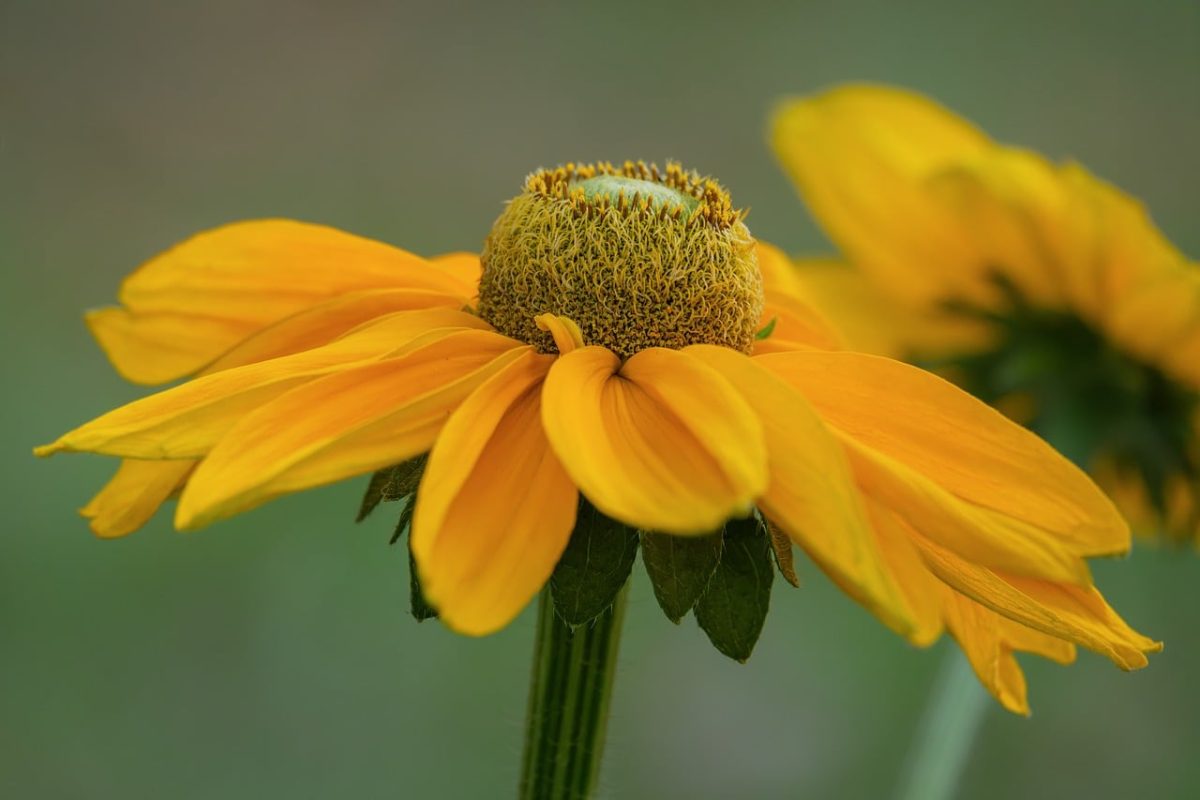 flower, yellow, sunflower, macro, nature, detail, garden, season, flower wallpaper, summer, flower background, beautiful flowers, petals, green, natural, bright, detailed, botany, ecology, natural beauty, field, fresh, simplicity
