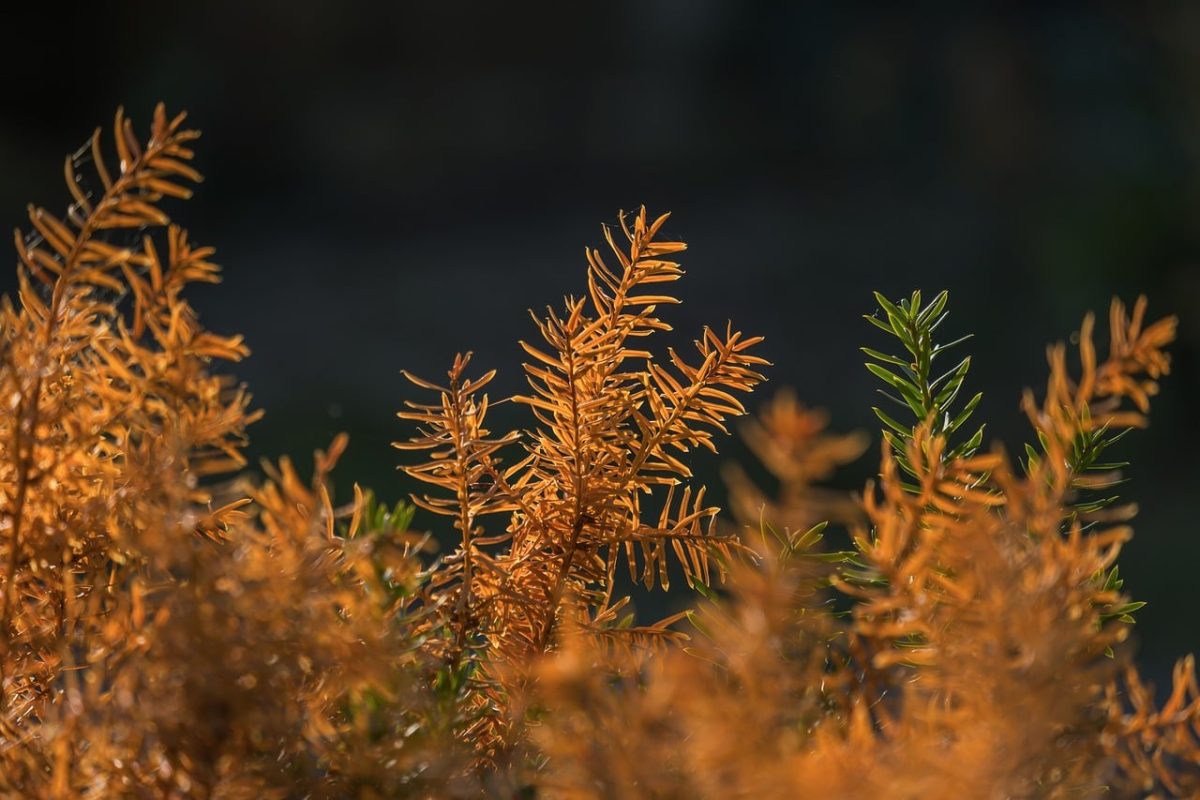 autumn, leaves, nature, light, backlighting, orange, greenery, outdoors, natural, beauty, detail, natural world, dry, grass, magic, decay, nature detail, peaceful, simplicity