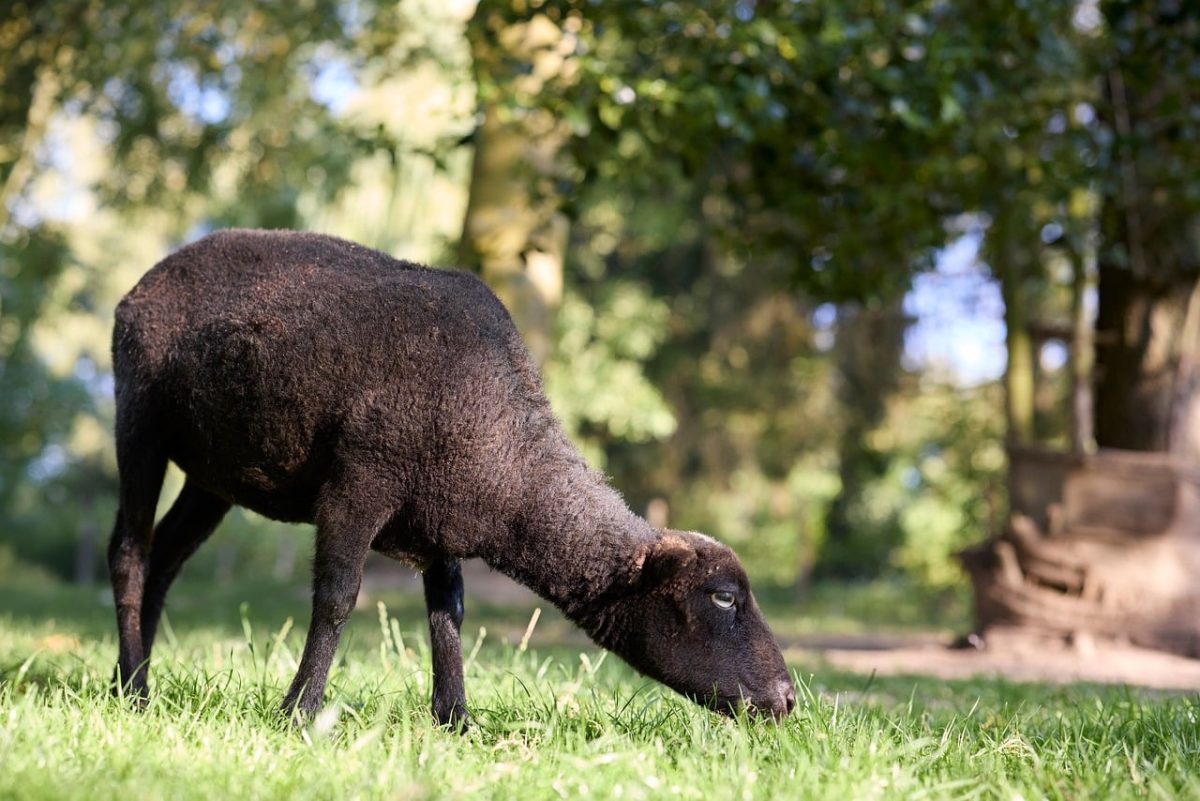 sheep, black fur, grazing, ouessant sheep, grass, pasture, farm, nature, rural, mammal, yard, agriculture, outdoors, animal care, green color, hay, animal fur, traditional farming, summer season