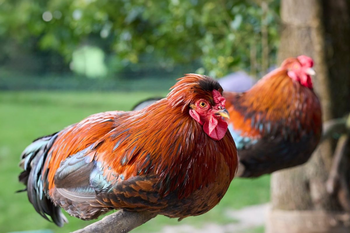 rooster, chicken, bird, nature, domesticated, feather, colorful, red, farming, countryside, animal life, beak, lively, poultry, rural, black, comb