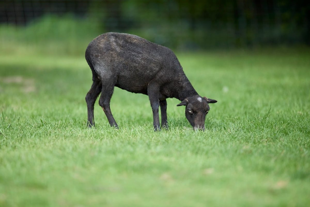 sheep, black sheep, grazing, grass, meadow, agriculture, farm, rural, wool, landscape, domesticated, nature, country farm, animal, feeding, ecology, natural scenery, pasture, fresh air, fields