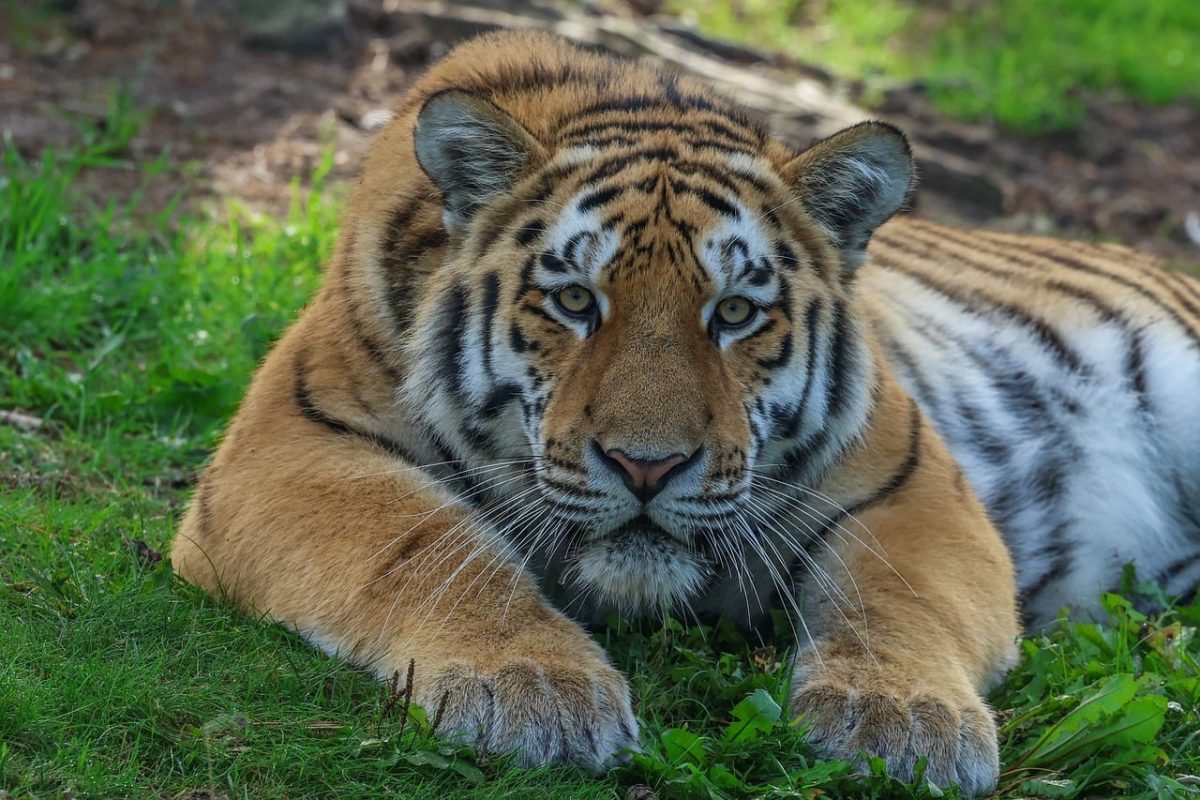 tiger, nature, animal, predator, feline, stripes, savanna, wild, carnivore, fur, big cat, natural habitat, eyes, powerful, forest, wildlife, raptor, climatic zone, hunter, speed