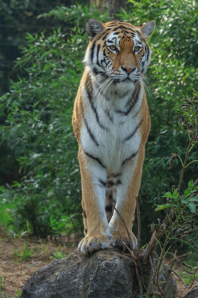 tiger, nature, animal, predator, cat, striped predator, tiger stripes, majestic predator, forest, wild, wilderness, dense forest, big cat, wild animal, proud, wild zone, carnivorous, endangered species, pet, size